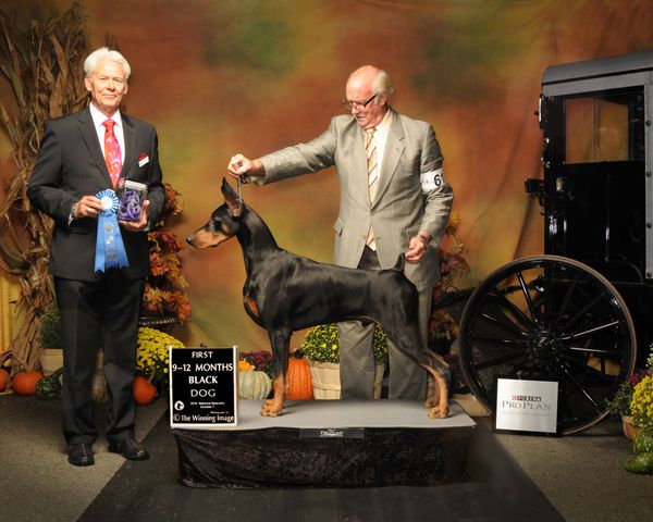 Vito at 9 months - DPCA National, 2015