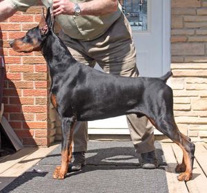 LIBERATOR'S QUANTUM OF SOLACE
"Quest" at 6 months of age