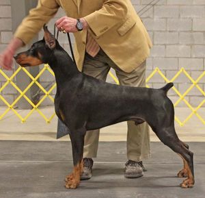 KESSEL at 15 months of age