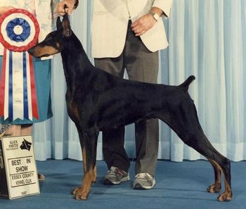 Am/Can Ch. Liberator's Mercedes - "Mercy". Canada's #1 Working Dog 1986 - and the FIRST BITCH to win this honour.