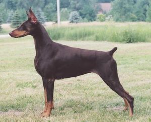 IN 2008 BROOK, MBIS/MBISS CH. LIBERATOR'S CHASING RAINBOWS WAS BRED TO CH. NAVAJO DE BLACK SHADOW
pictured right