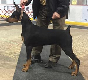 "Bolt" at 5 months