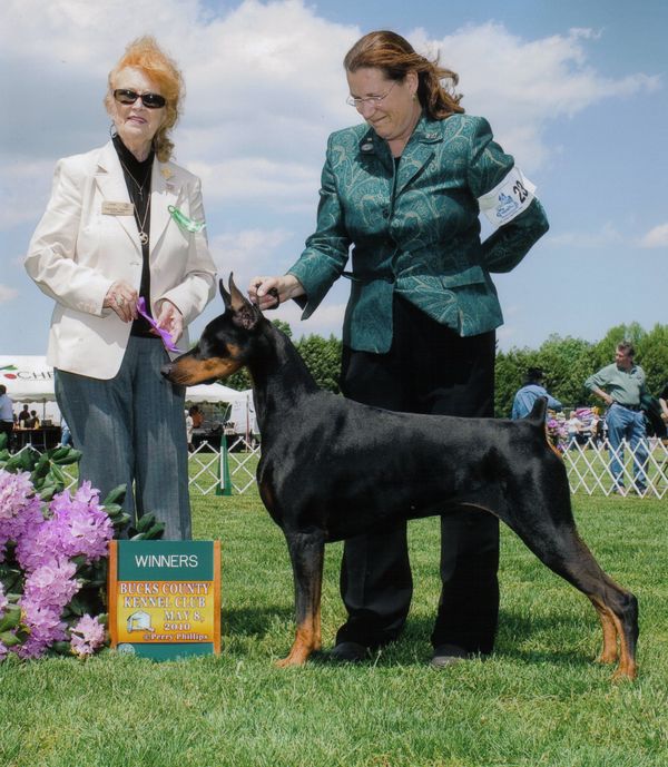 "CASEY" -
AM/CAN CH. LIBERATOR'S WORKING ON A DREAM
Owned by Maria Reilly & Mary Swords