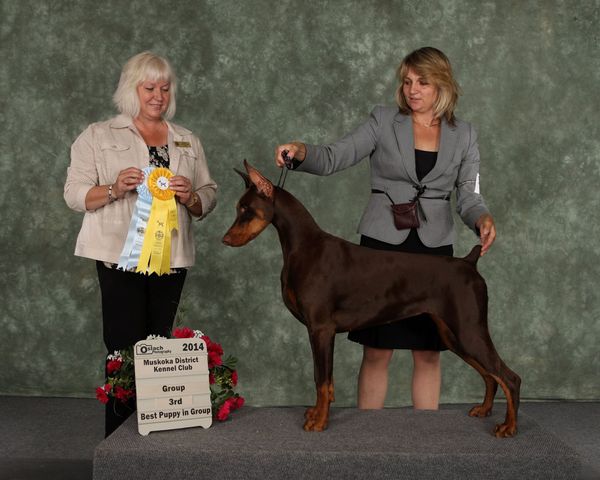 "BROOKE"
MBISS/BIS GRCH LIBERAT0R'S TRIPLE CROWN