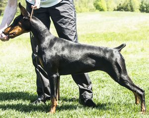 "IVY" - LIBERATOR'S MATCH POINT
Owned and loved by Howard & Catherine Moyer
