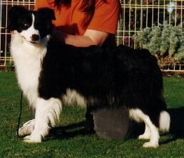 Ozway Southern Cross - (Sooty) - DNA CL CLEAR - Now living in Bruthen as a pet - - 23 Nov 2003 Cooma & District Knl & Obed Club - Best Intermediate In Group Rainbow bridge