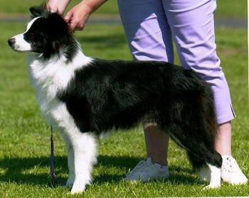 Royalindu Eloquent Lady - (Flare) - DNA CL CLEAR - now has been placed in a pet home at Warragual and has been desexed.