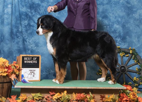 Best of Winners at Kenosha Kennel Club, 9/10/17