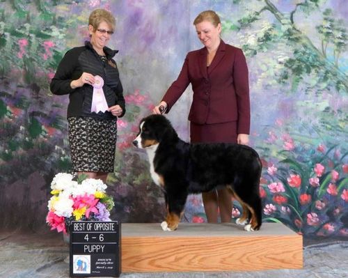 Best of Opposite, 4-6 Puppy at BMDCSEW Regional