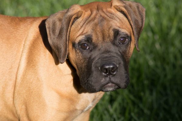 Introducing Pleasant Valley's Mischief Managed at AllyRae "Luna" 4 months