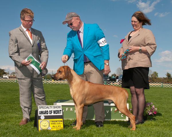 CH Najahari's Of Grecian Gods - Henry Argus won Winner's Dog at the NJ Hound Specialty 5/1/14 and won an Award Of Merit at the GVFRRC's Regional Specialty on 5/4/2014