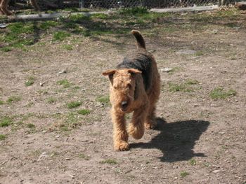 This is Pattycakes helping me pick up my acre dog yard from the winter's mess. It was a very warm day, Sunday April 19, 09