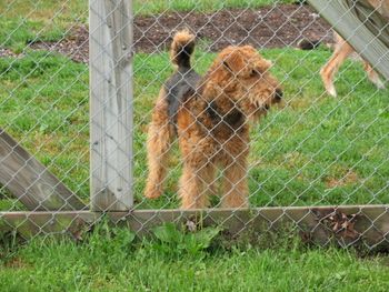 Trevorwood Peppermint Patty, taken early fall '07. Michael is Patty's half brother. Their mother is Ch. Trevorwood Anna