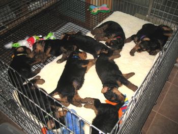 A wonderful day outside in sunshine and fresh air, tons of toys to play with and visitors to hold and pet us. Who could want for more!! Nighty night in our new family room home. (we were to tired to watch TV)
