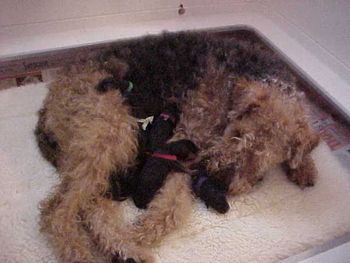 Payback had her puppies St. Patrick's day so I guess the 11 little black and tans are if for Irish names. She has been a wonderful mother, the six boys and 5 girls are doing great, you can almost see them growing by the hours. Since she only has "place settings" for eight, we will be supplementing the puppies with a bottle twice a day, if not more often.