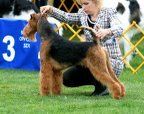 All of the pictures of "Austin", Ch. Joval Leap of Faith, were taken at the Devon Dog Show, October '08, where he completed his American Championship. I have no home shots of Austin. He is now living in Russia, completing his International Championship. He was bred and shown by Valeria Richard, DVM of Leesburg, VA