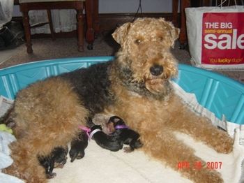 It is the 28th now and Payback is at the grooming shop, in the living room waiting on the tenth puppy to be born.