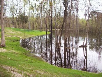 The water depth in the Green Tree Pond is pretty shallow and allows the dogs to run or lunge in a lot of it. We also plant millett and other waterfowl food sources to enhance the realism of the retreiver training and to also support the wildlife in the area.