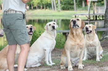 All eyes upon the master........that's what the Roxy Ministry Retriever Demonstrations are all about! Photo by Euel Shelley