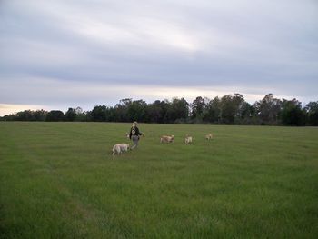 Our pastures have small rolling hills and the grass is cut at different heights so that we can vary the difficulty of land marks and land blinds.