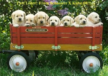 This is a Rhumbline Retriever photo of Grace and her litter mates. Can you guess which one Grace is?