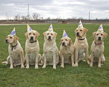 This picture was sent to us on Grace's birthday. It's from Susan Carpenter of Rhumbline Retrievers in New York which is where Grace was born. These are litter mates of Grace and also her mom (the embarassed one in the center). They all lived close enough to the Rhumbline Retriever facility to get together for some birthday well wishing. Grace and and two pups from Washington state and one pup from New Jersey missed the birthday photo shoot due to travel constraints. Sue gave me a rundown on this group of pups and several are involved in different venues of competition including Hunt Test, Agility and Obedience. Best of all, they are all great representatives of the breed. See more info on Rhumbline Retrievers on our "Links" page.