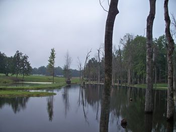 This is a view from the North side of the Green Tree Pond which shows some of the features that are used in training retrievers.