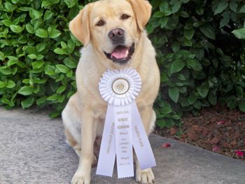4-28-14 Grace and her 4th Place Field Trial ribbon from the Carolinas Retriever Association Spring Field Trial.