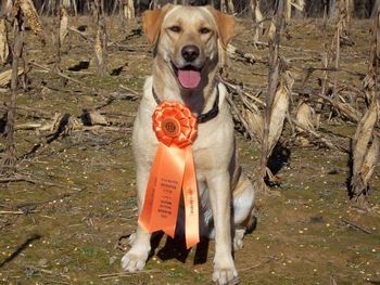 "Dixie" ran in her first AKC Master Hunt Test on 12-7-08 and is wearing her ribbon to celebrate her pass.