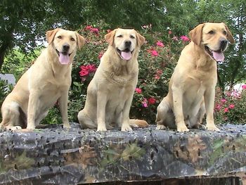 The 2009 Master Nationals--------It's a family thing!!!!!!!!!!!!!! The Elliott Labradors of the Diamond E Farm is excited to have daughter, mom and son headed for Texas. ( L to R) Elliott's "Dixie" Lou MH , HRCH Elliott's Rockin' "Roxy" MH, CGC and HR Elliott's Carolina "Thorne" MH, CGC have qualified to participate in the Master National Retriever Event in Giddings, Texas. Dixie and Thorne are littermates and Roxy is their mom.