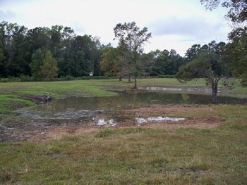 This is the east end of the "Tobacco Barn Pond". It wasn't quite filled at this point and should spread out into the pasture at the full level.
