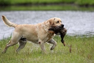 4-26-15 Blaze making a water retrieve at the 2015 Spring Carolinas Retriever Association Event at The Diamond E Farm. (photo by Carole Morse)