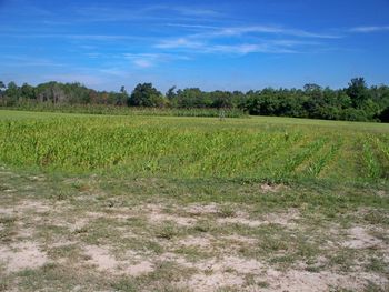 This is our "impoundment style" training pond. Once the grain sorghum matures and heads out we will flood it. The dogs enjoy the running water and the ducks enjoy the grain. It's close enough to the small technical pond that you can use both in the same set up.