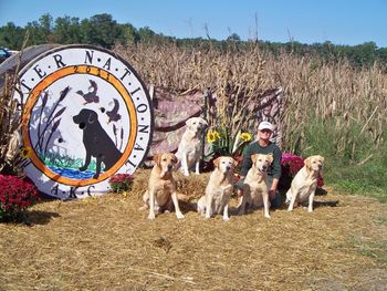 10-1-11 All 5 of these Elliott Labradors qualified to participate in the 2011 Master National Retirever Event in Cambridge, Md.
