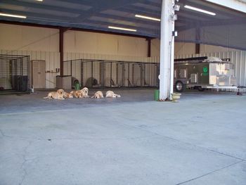 Our kennel barn consist of a 36' X 72' insulated metal building. It also houses our dog trailer. The black mesh netting hanging from the front helps a lot with shade in the afternoons.