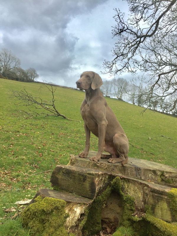 Hugo is the sweestest kind dog i could ask for he is a real plesure to own , he enjoys being show but mostly working throughout the shooting season. Hugo is my constantly by my side a true gentlemen .
Hugo is Available at stud