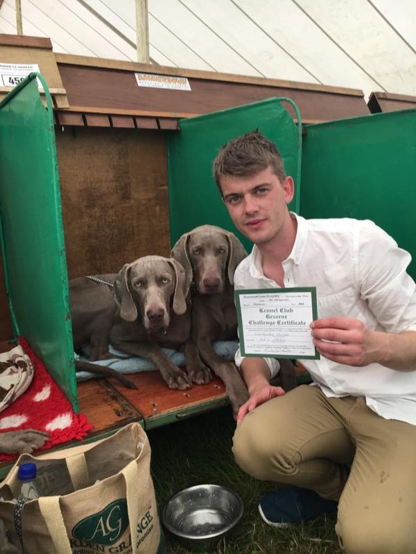 Holly is a sweet natured girl a real people dog , very strong swimmer and has a keen hunting instinct. She has had good success in the show ring and currenlty has 1RCC , she has taken time out from showing and has produced us Bonnie , holly can usaully be found on the sofa