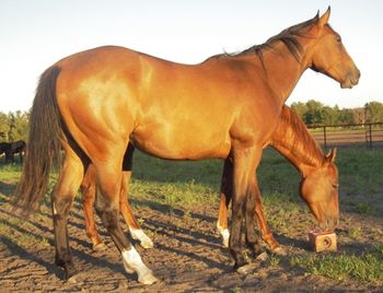 ALG Jess Twistd IS SOLD! 2009 Bay Gelding, sired by Honor the Perry, out of our Lethal Remedy daughter, Remedys Twistn Dolly (click to link to our mare page). A great cross of cow and run. Lots of leg, lots of size, and great bone. This gelding should excel as a head horse, pick-up horse, or barrel horse. He is physically strong everywhere in his profile. The owners of his Sire will be enrolling him in the CBHI and the SBRA Barrel Bonanza, so this gelding will be eligible for incentive's through both of these great Canadian programs. CONGRATULATIONS TO ASHLEY ROY OF PURCHASE OF "PETE"!
