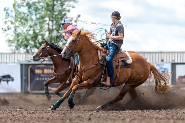JT Super Win
2005 Sorrel Mare
This mare was purchased from John King as a weanling because of her dam's genetics - that dam had similar genetics to a gelding that we had owned and we wanted another! "Winnie" has been a head, heel and barrel horse, solid and accomplished at them all! She was handed over to Logan to heel off of in 2015, when he needed a step-up horse and we were struggling to find a suitable candidate. They did great in their first years of competition, teaching Logan how to be the confident and competitive young man that he is today. In 2018, Brody took over the reins and has never looked back...together they have had numerous wins, and tremendous success, including the SPTRA High Point Header Championship 2018 and High Money Earner at 2020 TRC Finals, finishing first in both the Big Cash 10 and the 11 Slide. She is his number one jackpot horse, and is valued beyond words by our whole family.