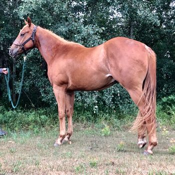 ALG My Blue Star, sired by Blue is Rare, and out of HA Sweet N Low. 2019 Sorrel Gelding with an exceptional start by Pristine Performance Horses. Superstakes, CBHI, VGBRA. SOLD! Many thanks to Shelby Larson for her purchase of "Carlos".