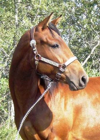 Southern Margarita is sold!!!!! If you are seeking a pedigree loaded with run, "Rita's" can't be beat. An own daughter of Southern Cartel, with Dash For Cash and Alamitos Bar on the bottom. Rita has about 35 rides, and is going well. She has lots of collection, breaks nice at the pole, and is a very smooth mover... CONGRATULATIONS TO BONNIE DAINES ON THE PURCHASE OF RITA!!!!!!!