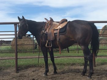 ALG Best Ta B Famous "Dinero" is a 2014 Bay Gelding, sired by JD Look (Strawfly Special, On a High bred, and also the sire of ALG I Got Dat Look/Shadow), and out of Meant Ta B Famous x Dash Ta Fame. Sweet, sweet, sweet gelding!!!! We are riding a full sibling to this gelding (ALG Famous Look), and he is an exceptional athlete; video available. "Dinero" is laid-back, kind and willing to do whatever is asked of him. He does not get hot. He is great on his leads. A horse suitable for a young trainer to growth with, simply due to how kind he is. VGBRA, Bitterroot, BRN4D Eligible and paid into Future Fortunes in 2017. SOLD! THANKS TO SHANIA KROPINSKE FOR HER PURCHASE!!