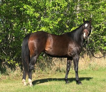 ALG MFC "Mini" is a 2018 Bay Filly sired by Litte Lenaroo, and out of ALG I Got Dat Look, 2015 Canadian Barrel Futurities High Point Champion, and LTE over $40K. Eligible incentives include CBHI, Superstakes, VGBRA, Western Forutnes and The Breeders Elite. This mare is living up to her name - a dream to ride and handle. Super athlete that wants to be GREAT, just like her dam and all her other siblings to hit the barrel pen! Lightly started on the pattern and can do it with ease. She loves to please! $30,000
