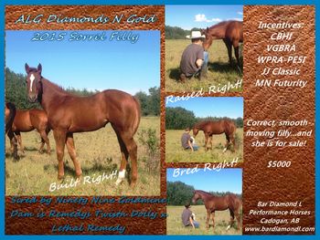 ALG Diamonds N Gold IS SOLD! ... an outstanding filly, sired by Ninety Nine Goldmine, and out of our great-producing mare, Remedys Twistn Dolly. Beautiful filly, with beautiful movement. She has a great hip, great bone, and you could sit and watch this filly play for hours - every transition, every roll-back, every sprint...is effortless. Superior cross of run and cow horse breeding. THANK YOU TO ORLENE FARRAR FOR HER PURCHASE OF THIS GREAT FILLY! WISHING YOU LOTS OF LUCK WITH HER!