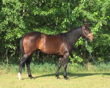 ALG Lightem Up "Blitz" is SOLD!!! 2017 bay mare sired by BHR Light My Fire, who was ran successfully by Veronica Swales in his Derby years. The dam of this filly, Remedys Twistn Dolly, produced some exceptionally nice offspring, including 1D barrel horses, Derby qualifier, rodeo winners / earners. This mare is sweet and built to go any direction. She will mature to about 15.2, with excellent bone and foot. She is nice to handle - a great prospect package, all around! Eligible incentives include CBHI, Superstakes, Western Fortunes, , VGBRA, and The Breeders Elite. Sane, safe, sound, and just nicely starting to lope the pattern. Ready to finish your way, and be ready for the 2022 Futurity Year! Thank you Canadace Terrio for your purchase!