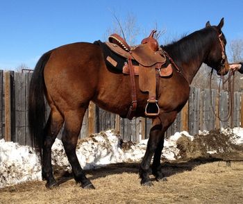 ALG Twistn N Dashn is SOLD!!! 2008 Bay Gelding sired by Sonny Perk and out of Remedys Twistn Dolly (see our mare page for pictures). A perfect cross of proven cow and proven run! A beautiful bodied prospect with great bone, and a nice hip. Stands 15.1. Eligible for the Valley Girls Barrel Racing Association incentives (click for more info.). CONGRATULATIONS TO CANDACE WEDER, DOUBLE DIAMOND STABLES LTD., ON THE PURCHASE OF "NED"!!!