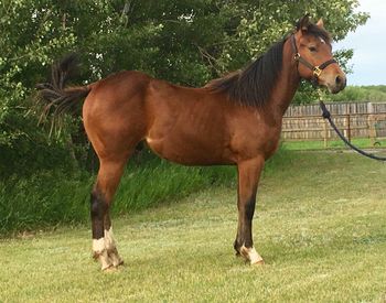 ALG Starlight Blue IS SOLD! 2017 bay colt, sired by Blue is Rare, and out of HA Sweet N Low (by I'm Chairman x Grays Starlight) Great colt packed with proven genetics. He is out of a solid cutting bred mare, and a proven barrel racing sire. He is CBHI, Superstakes, B N I, , VGBRA, eligible. Many Thanks to Bailey Hines on her purchase of "Bandit".
