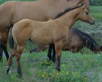ALG Amigo Especial 2011 Dun Filly that is super correct, and should make an outstanding cutter or reiner. Her breeding, top and bottom, is filled with champions of both disciplines. Her profile is gorgeous, from her baby-doll head to her beautiful hip!!! Eligible for the Canadian Supreme and Reining Alberta incentives. SOLD - THANKS TO RANDY CHRISTIANSON! WE LOOK FORWARD TO SEEING "LUCY" AT SOME CUTTING SHOWS IN HER FUTURE.