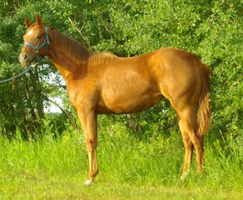 ALG Littlebidadash is SOLD!!!2011 Chestnut Filly, sired by Little Lenaroo. Pretty head, pretty hip, and a big motor!!! She is paid into the CBHI Superstakes, making her eligible to compete for huge $$$ in her futurity and derby years CLICK HERE TO VIEW THE PAYOUT!!!! Also eligible for the Canadian Supreme and Reining Alberta incentives. MANY THANKS TO MARY REIMERS FOR HER PURCHASE OF "LAYLA".