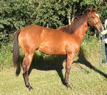 ALG LittleLethalLena IS SOLD!!!!! 2011 Bay Gelding, sired by Little Lenaroo. He is consigned to the Prairie Quarter Horse Breeders Select Sale. His personality is full of willingness, trust and desire to please! Eligibilities: PQHB Futurity, Canadian Barrel Horse Incentive, Canadian Supreme, Reining Alberta incentives. CONGRATULATIONS TO TODD BRITTON OF YORKTON, SK ON THE PURCHASE OF ALG LITTLELETHALLENA! AND THANKS TO THE PRAIRIE QUARTER HORSE BREEDERS FOR THE OPPORTUNITY TO CONSIGN TO THE PQHB FALL SELECT SALE!